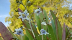 Conanthera parvula