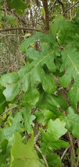 Quercus macrocarpa