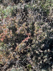 Malephora crocea