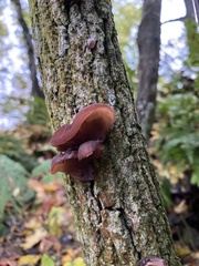 Auricularia auricula-judae