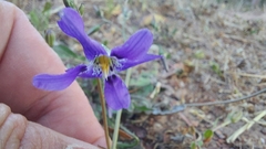 Conanthera bifolia