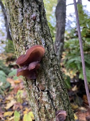 Auricularia auricula-judae