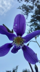 Conanthera bifolia