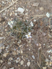 Nerisyrenia camporum