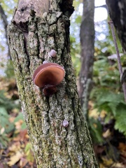 Auricularia auricula-judae