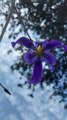 Conanthera bifolia