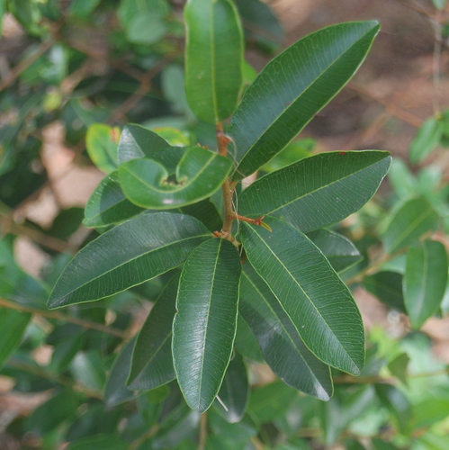 Chrysophyllum marginatum (Chrysophyllum marginatum)