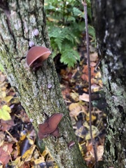 Auricularia auricula-judae