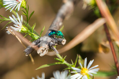 Chrysis conica