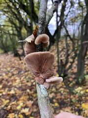 Deconica horizontalis