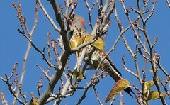 Colaptes auratus luteus × cafer
