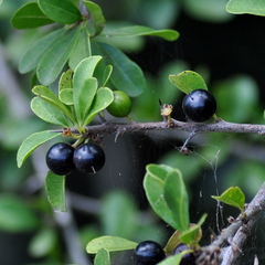 Sideroxylon obtusifolium