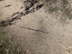 Diadophis punctatus vandenburgii