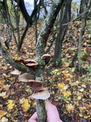 Deconica horizontalis