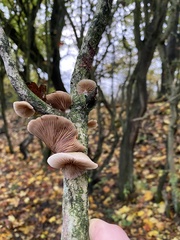 Deconica horizontalis