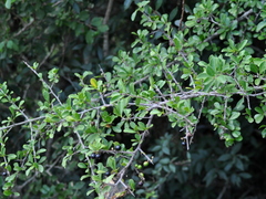 Sideroxylon obtusifolium