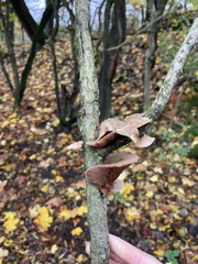 Deconica horizontalis