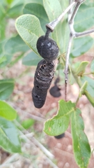 Hymenaea