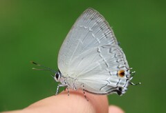 Strephonota tephraeus