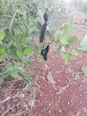 Hymenaea