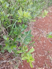 Hymenaea
