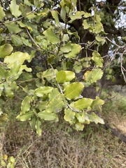 Beilschmiedia miersii