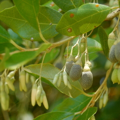 Styrax leprosus