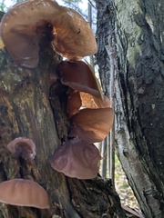 Auricularia auricula-judae