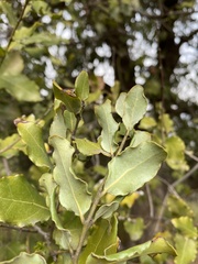 Beilschmiedia miersii