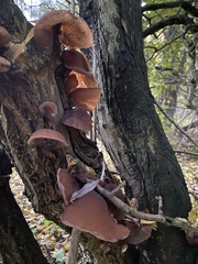 Auricularia auricula-judae