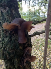 Auricularia auricula-judae