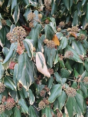 Hedera colchica
