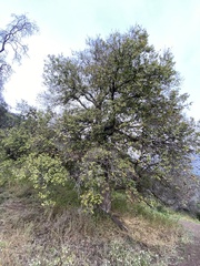 Beilschmiedia miersii