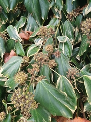 Hedera colchica