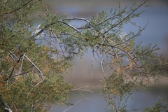 Tamarix gallica