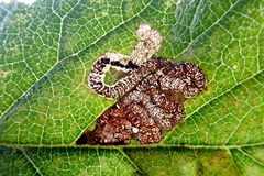 Stigmella viscerella
