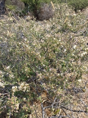 Mimosa aculeaticarpa