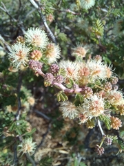 Mimosa aculeaticarpa
