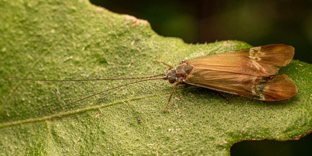 Macronema argentilineatum