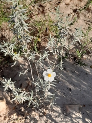 Helianthemum