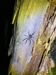 Tomopisthes horrendus