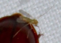 Neandra brunnea
