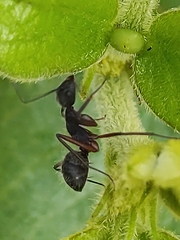 Camponotus rufipes