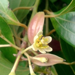 Cinnamomum verum