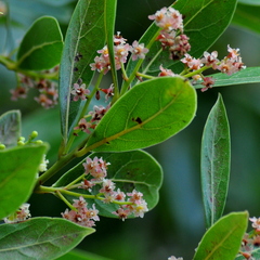 Ocotea pulchella