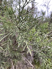 Colletia hystrix