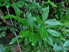 Ocotea pulchella