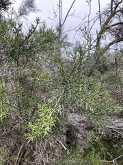 Colletia hystrix