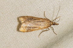 Eudonia chalara