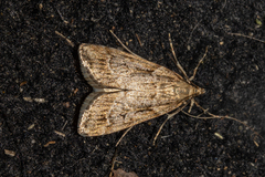 Eudonia chalara